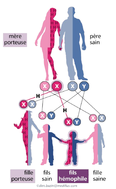 Association Béninoise des Hémophiles | ABH | Traitement Pour Tous ! - Qu’est-ce que l’hémophilie ?